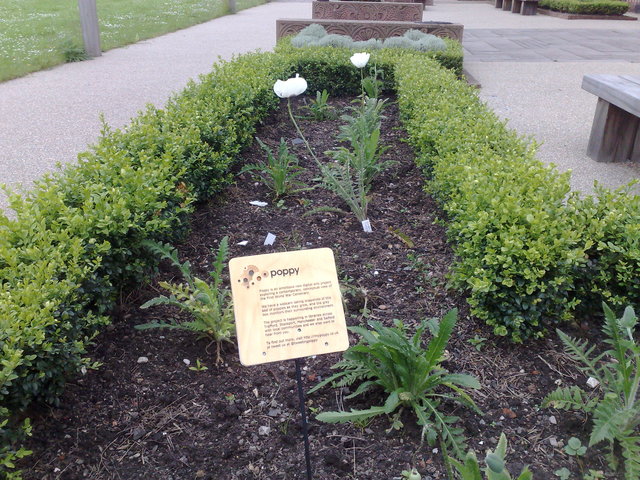 A view of the poppy bed